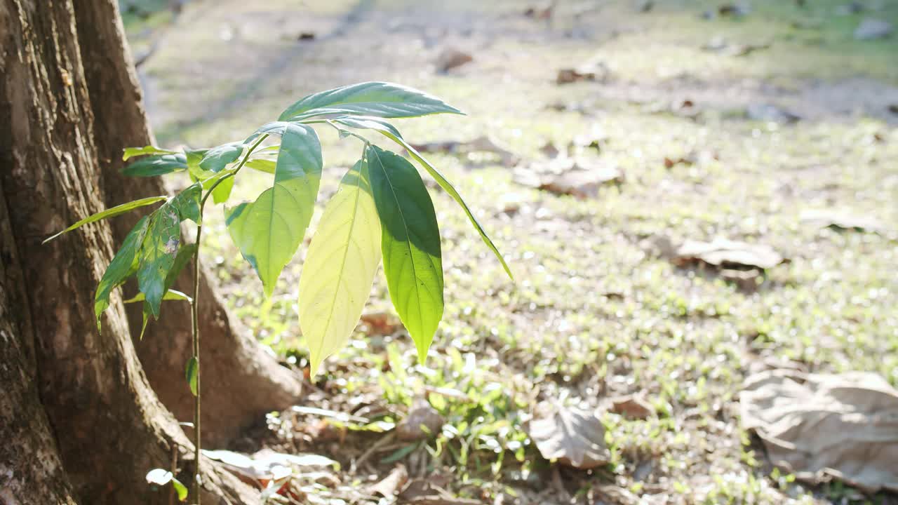 新鲜的绿叶植物在早晨的阳光下随风摇摆，大自然的美视频素材