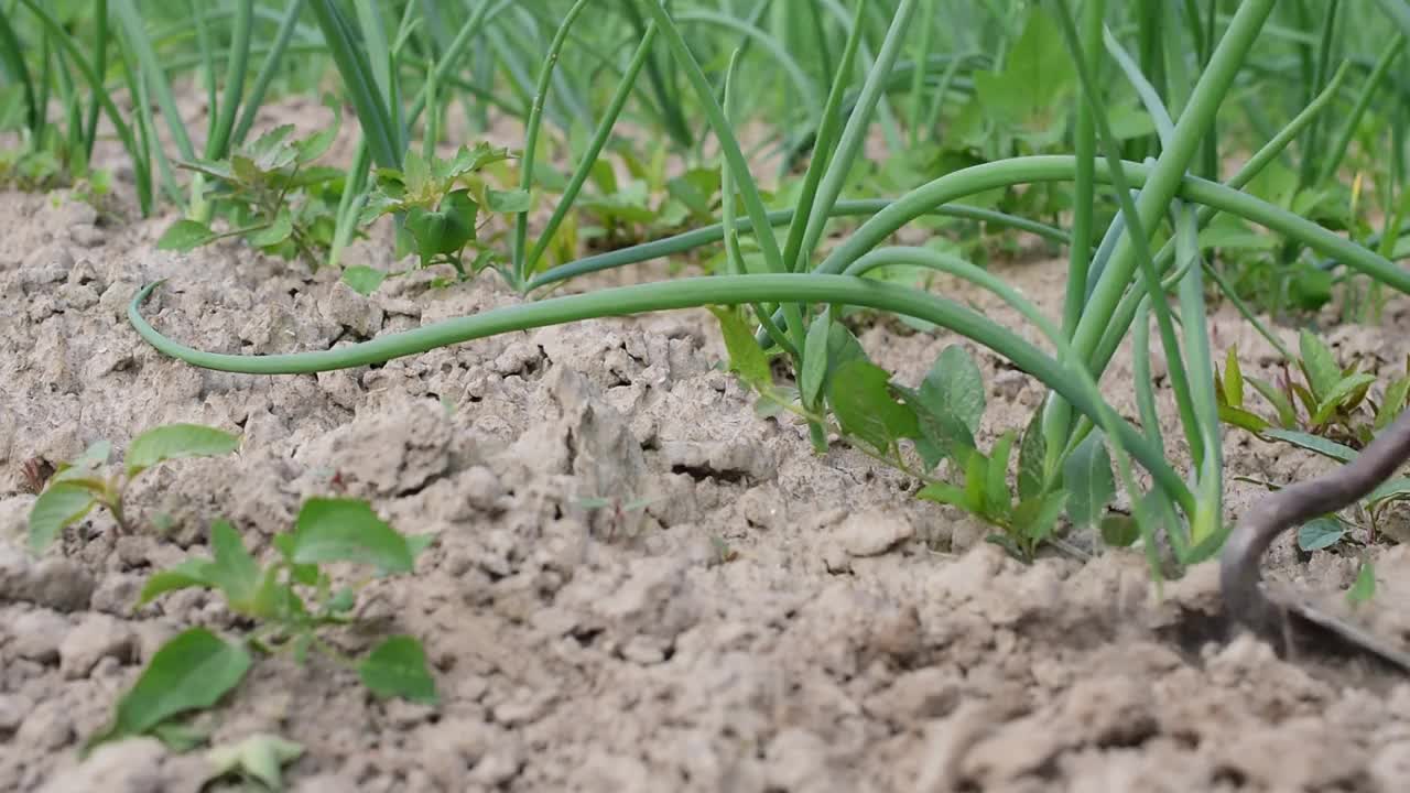 农夫用锄头把洋葱间的杂草锄掉。视频素材