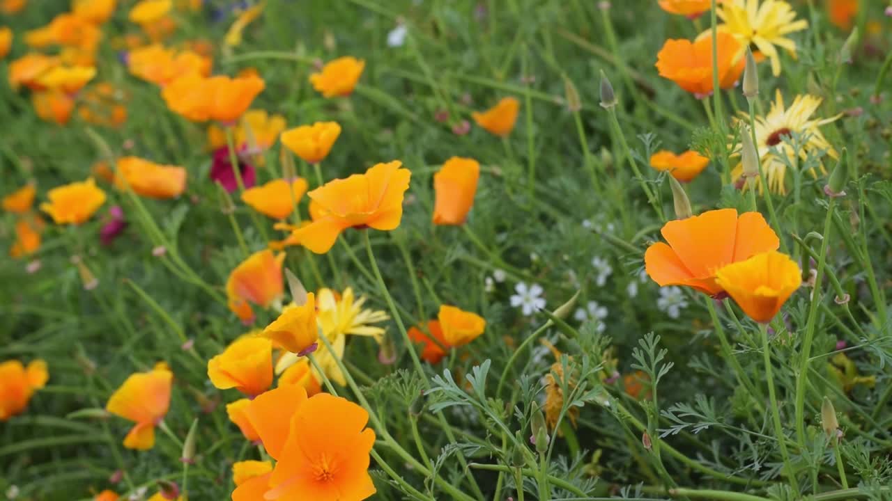 加利福尼亚黄花。植物的自然背景。夏天的概念。视频素材