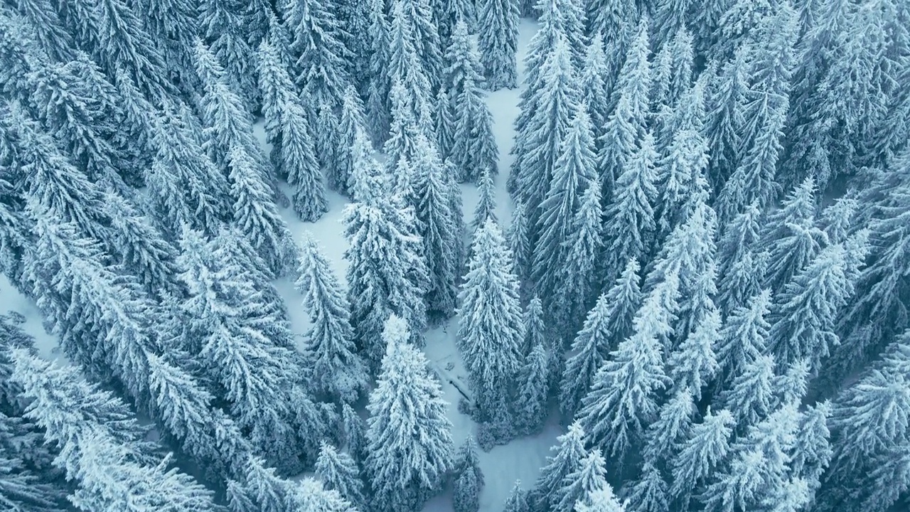 在忧郁的天空下，冬天鸟瞰白雪皑皑的松林。视频素材