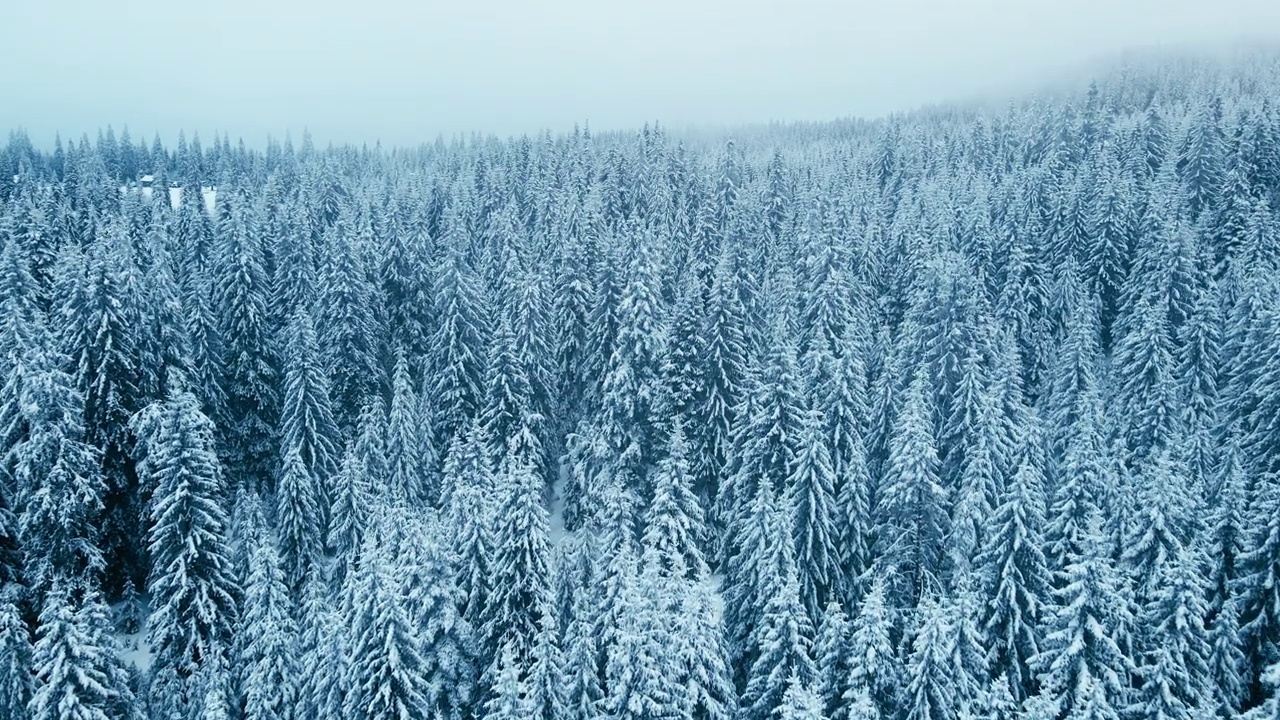 在忧郁的天空下，冬天鸟瞰白雪皑皑的松林。视频素材