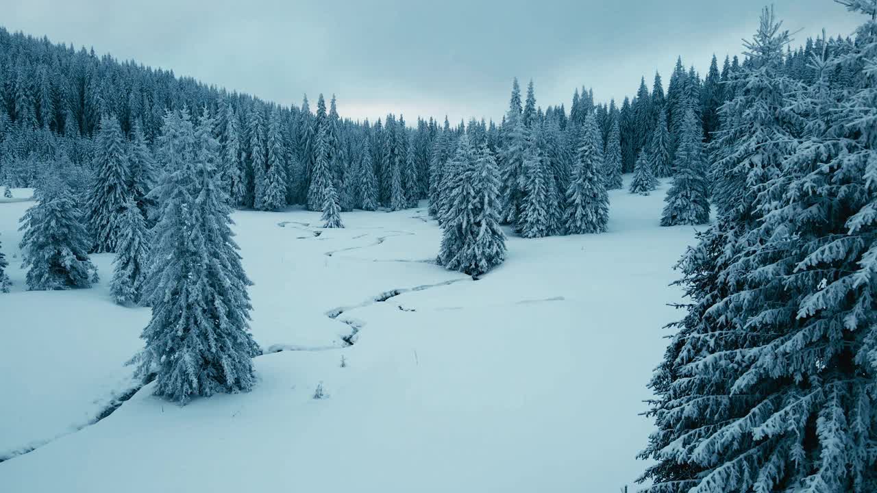 在忧郁的天空下，冬天鸟瞰白雪皑皑的松林。视频素材