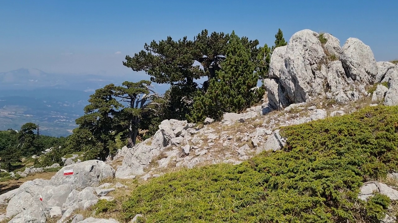 意大利波利诺国家公园的全景，在夏天阳光明媚的日子里，老洛里卡托松树视频下载