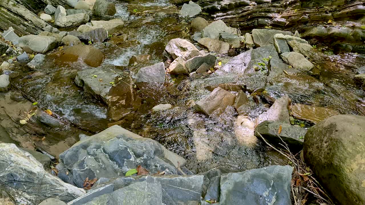 溪河在绿色的森林景观视频素材