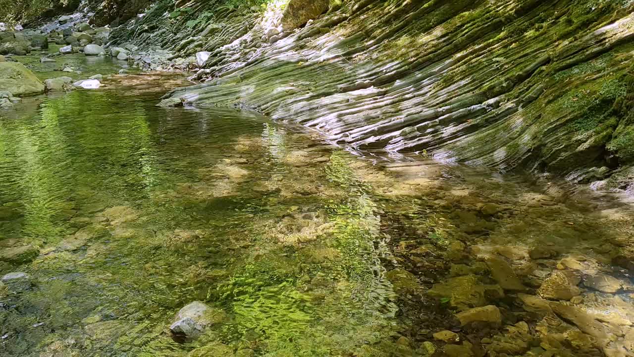 黑色的狗在溪河附近奔跑在绿色的森林景观视频素材