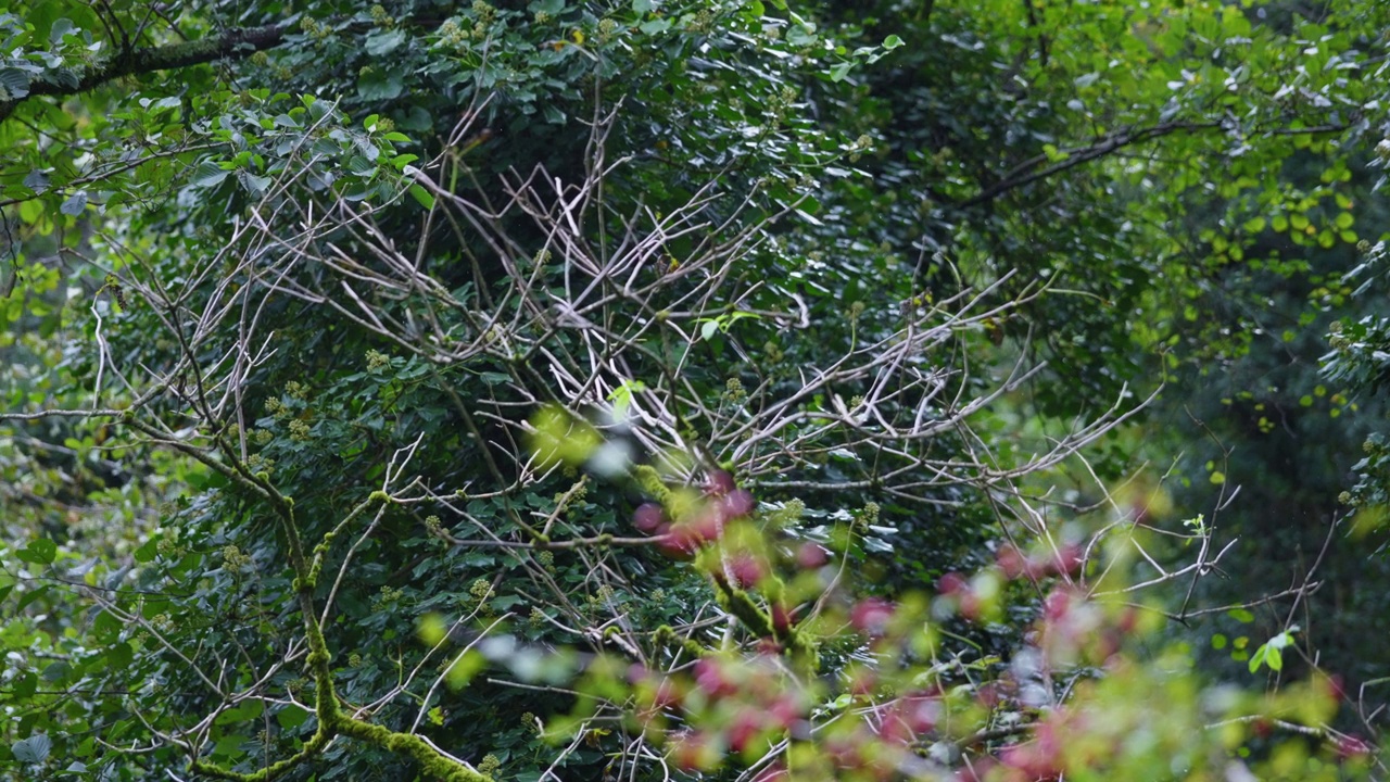 森林里的雨视频素材