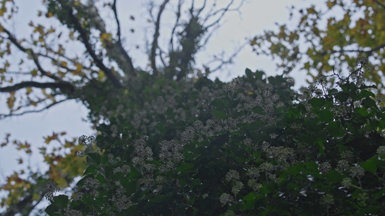 树上开满了白色的花视频素材