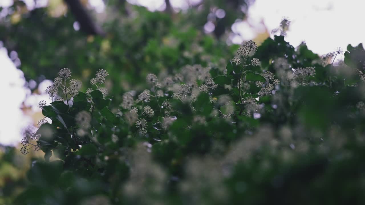 绿色的灌木和白色的花朵视频素材