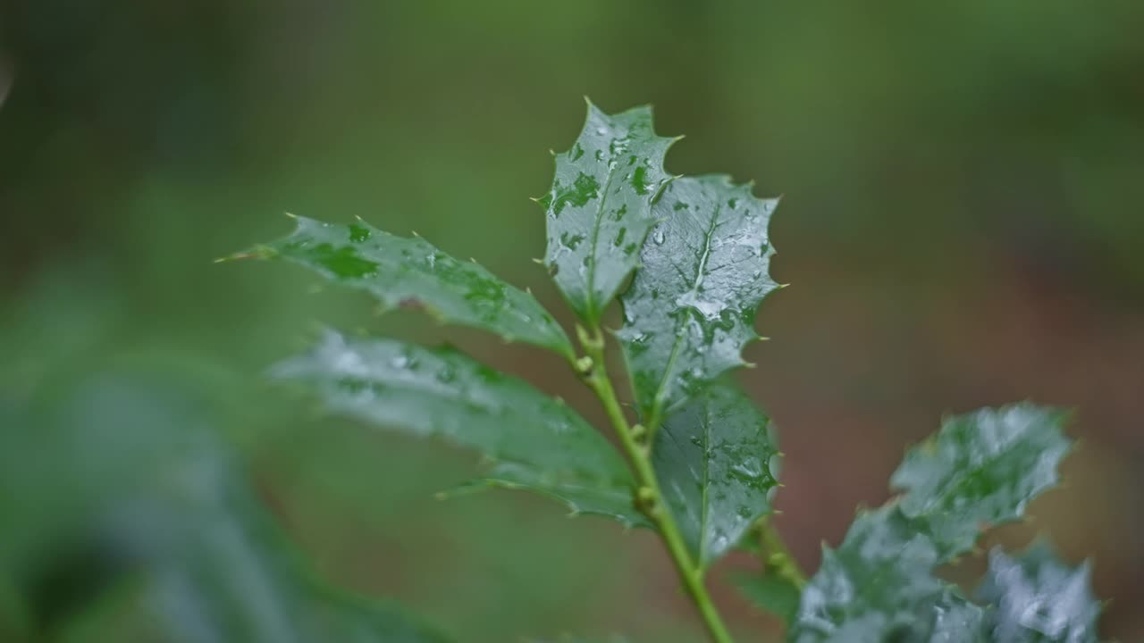 绿叶上的雨滴视频素材