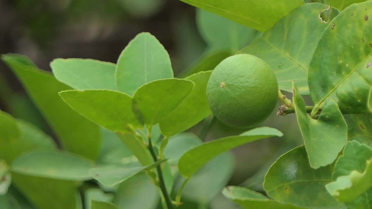 有机种植的新鲜柠檬树。视频素材