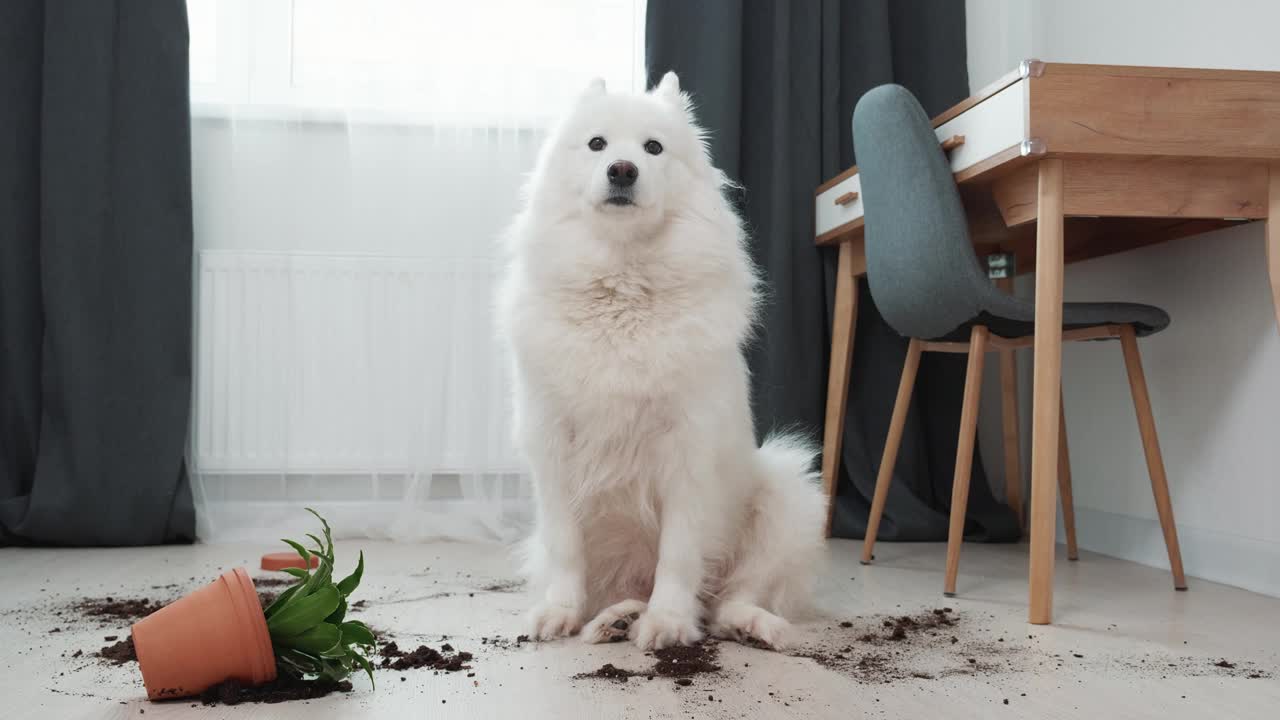 一只有罪的狗躺在地上，旁边是一朵倒掉的花视频下载