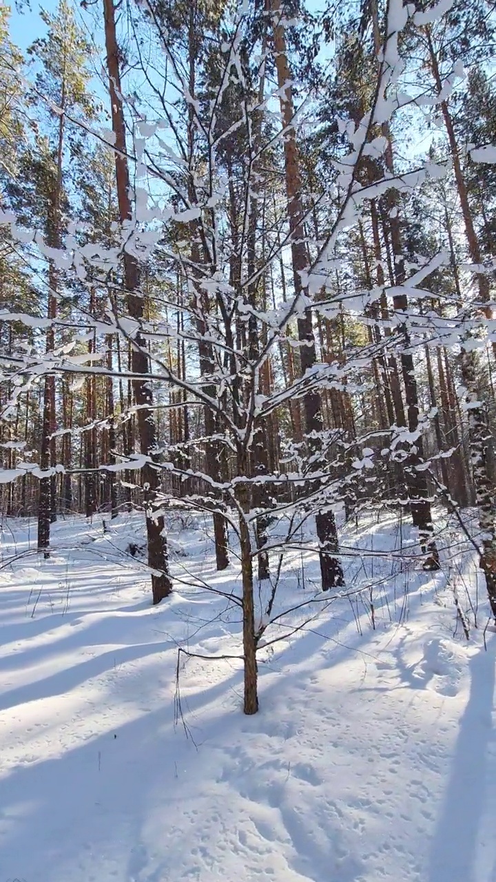 4K美丽的蓝色阴影从松树在运动在冬季雪原。阳光，阳光，森林。日落的阳光照耀穿过松林的森林景观。雪自然时间推移时间推移。视频素材