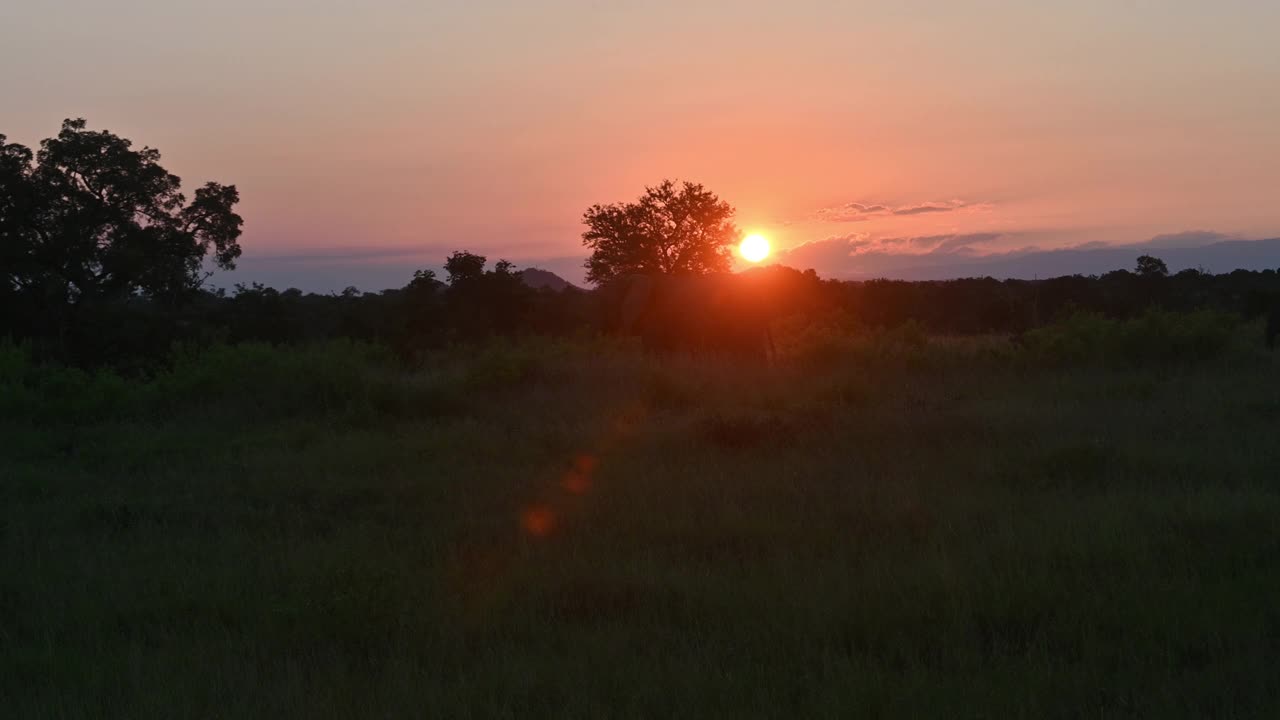 野生大草原上的大象与非洲红色的夕阳交相辉映视频素材