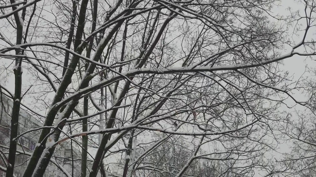 城市树木被雪覆盖的树枝。冬天大雪纷飞视频素材