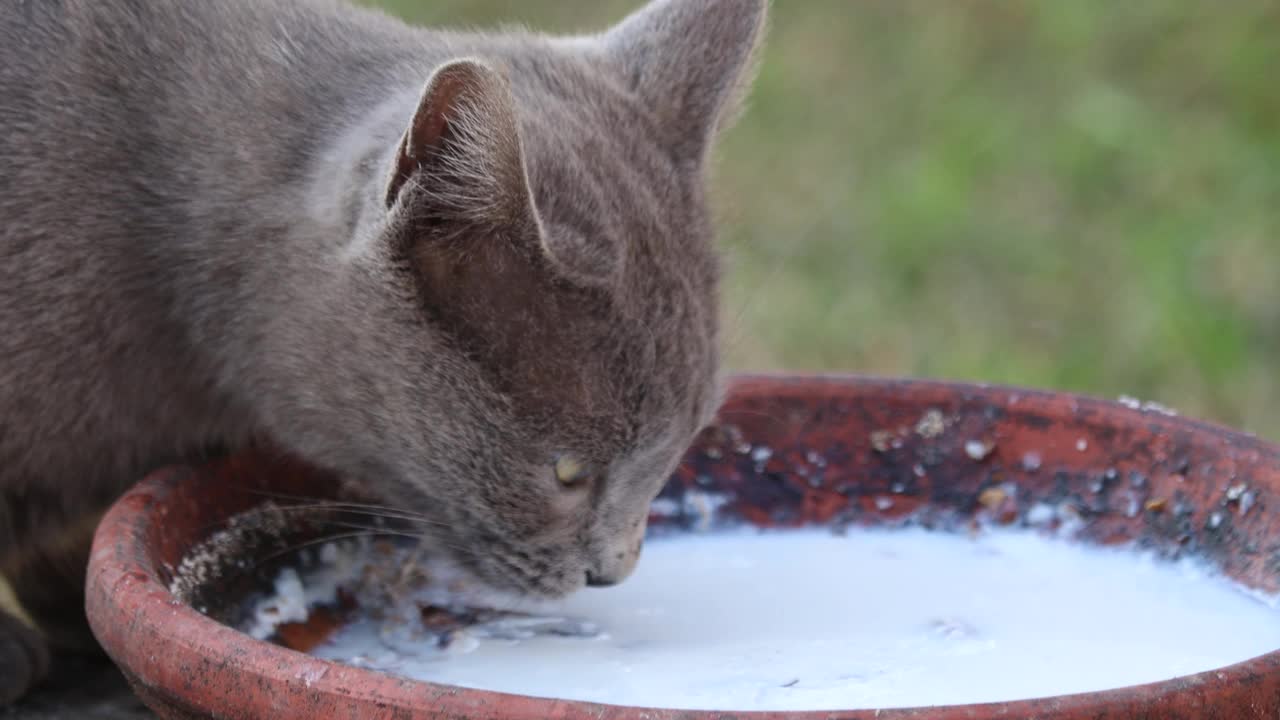 那只猫视频素材