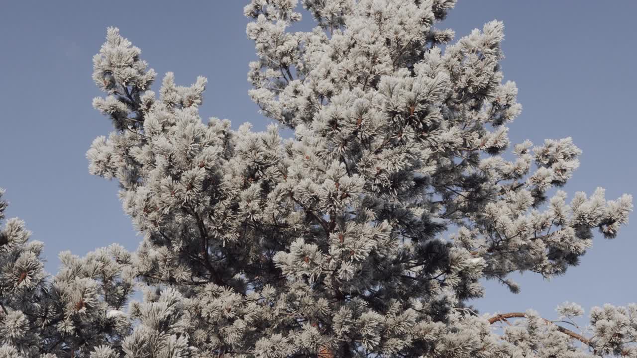 在白霜中有球果的云杉视频素材