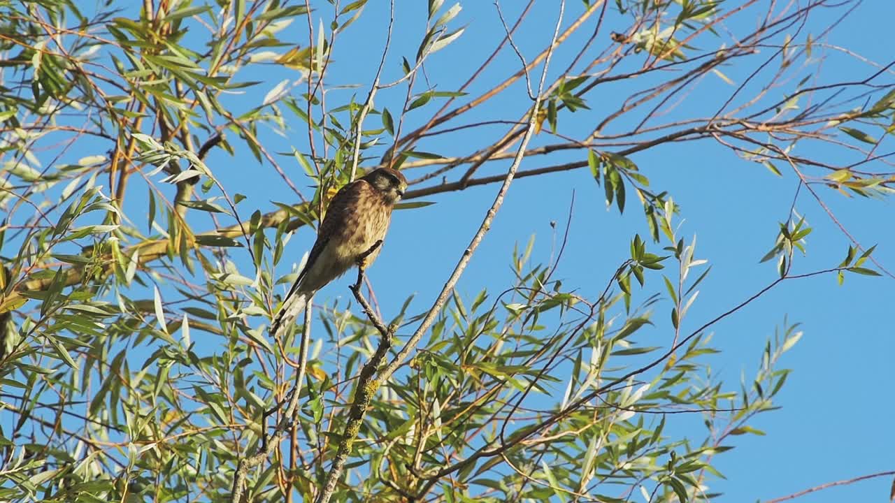 慢动作的普通红隼(falco tinnunculus)，英国野生动物和鸟类在日落在英国伦敦里士满公园视频素材