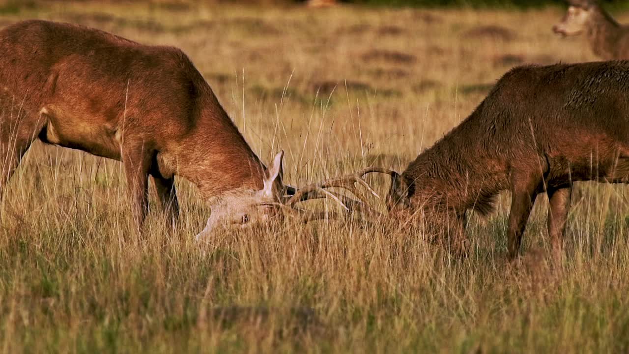 慢动作的雄马鹿鹿(鹿elaphus)在鹿发情，发情和冲突鹿角，英国野生动物在里士满公园风景在伦敦，英国视频素材