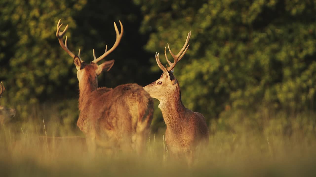 一群雄性马鹿鹿(鹿elaphus)在夕阳下在美丽的金色阳光在蕨类和森林景观和风景，英国野生动物在英格兰，英国视频素材