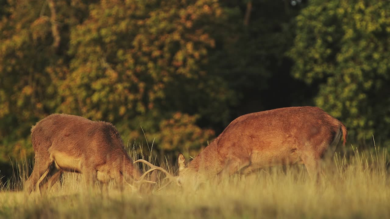 公马鹿鹿(鹿elaphus)在鹿发情，发情和冲突鹿角和打击头在日落在美丽的金色阳光，英国野生动物在英格兰，英国视频素材