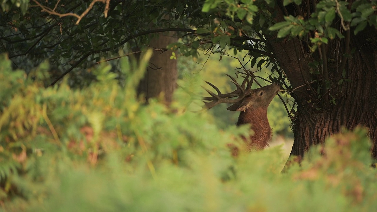 雄马鹿(cervus elaphus)摩擦它的头在蕨类和森林林地景观和风景，英国野生动物在英格兰，英国视频素材