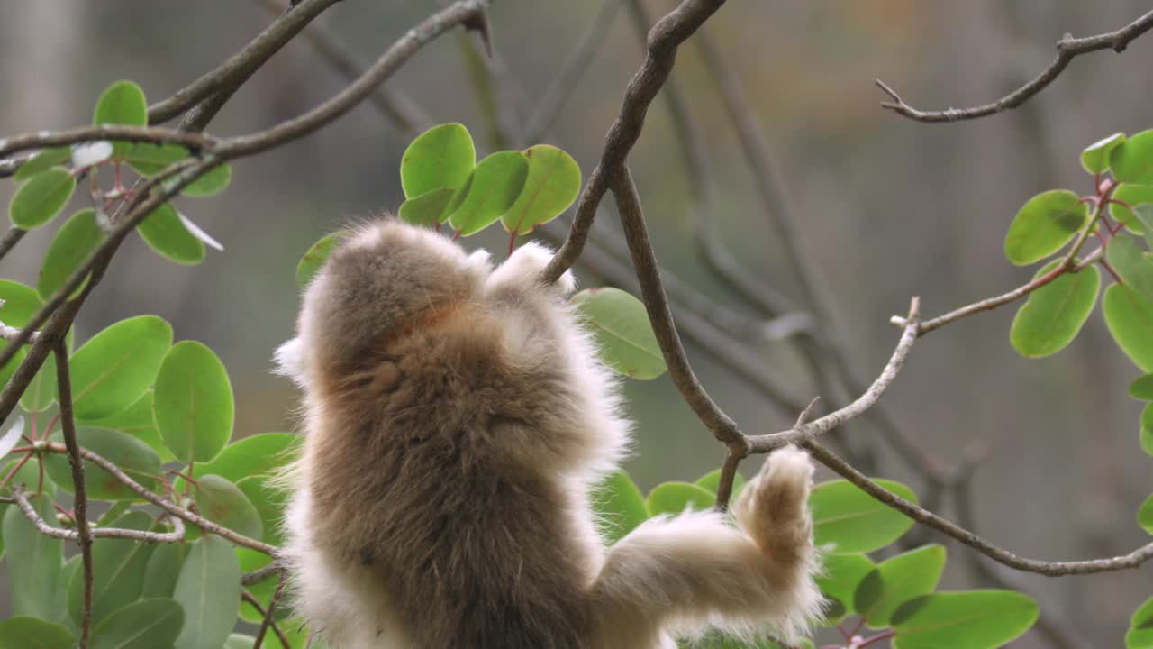 小猴在树枝上视频素材