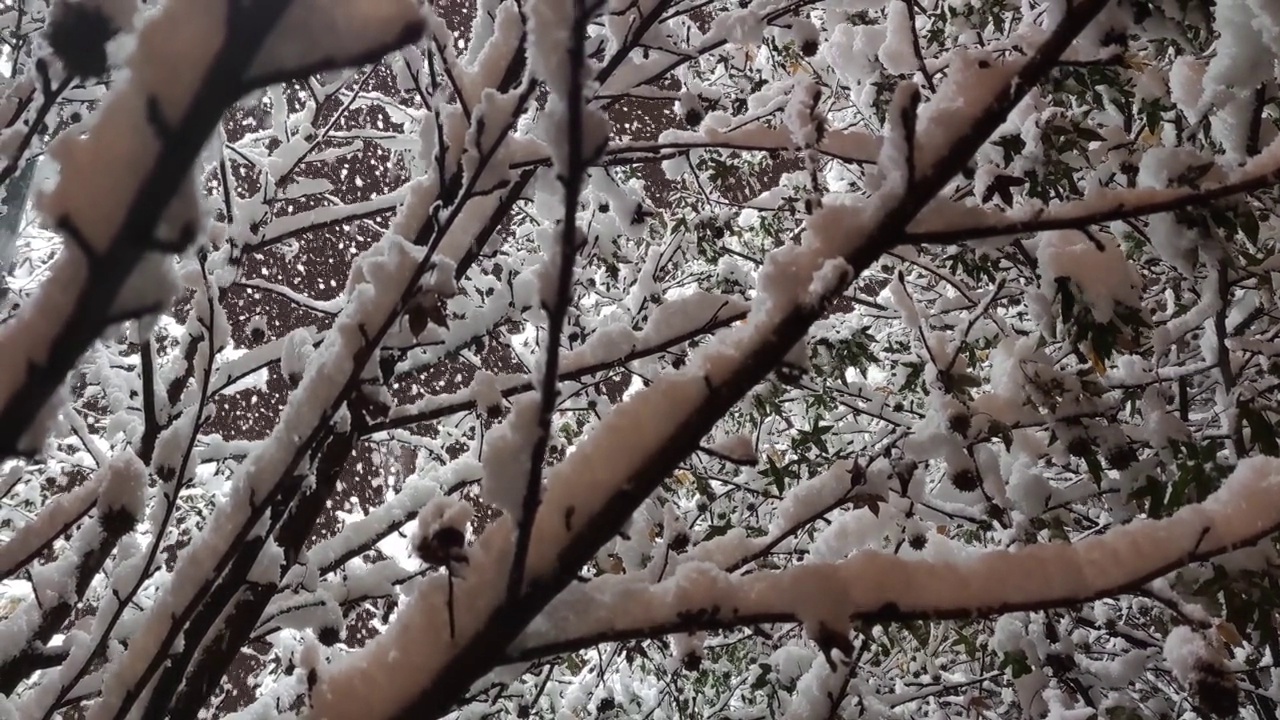 摇晃着树枝上的雪和飘落的雪视频素材