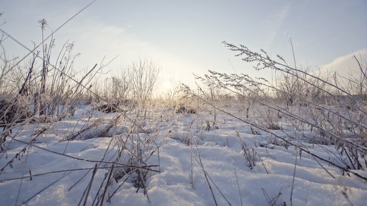 冬天的背景，干燥的草雪花视频素材