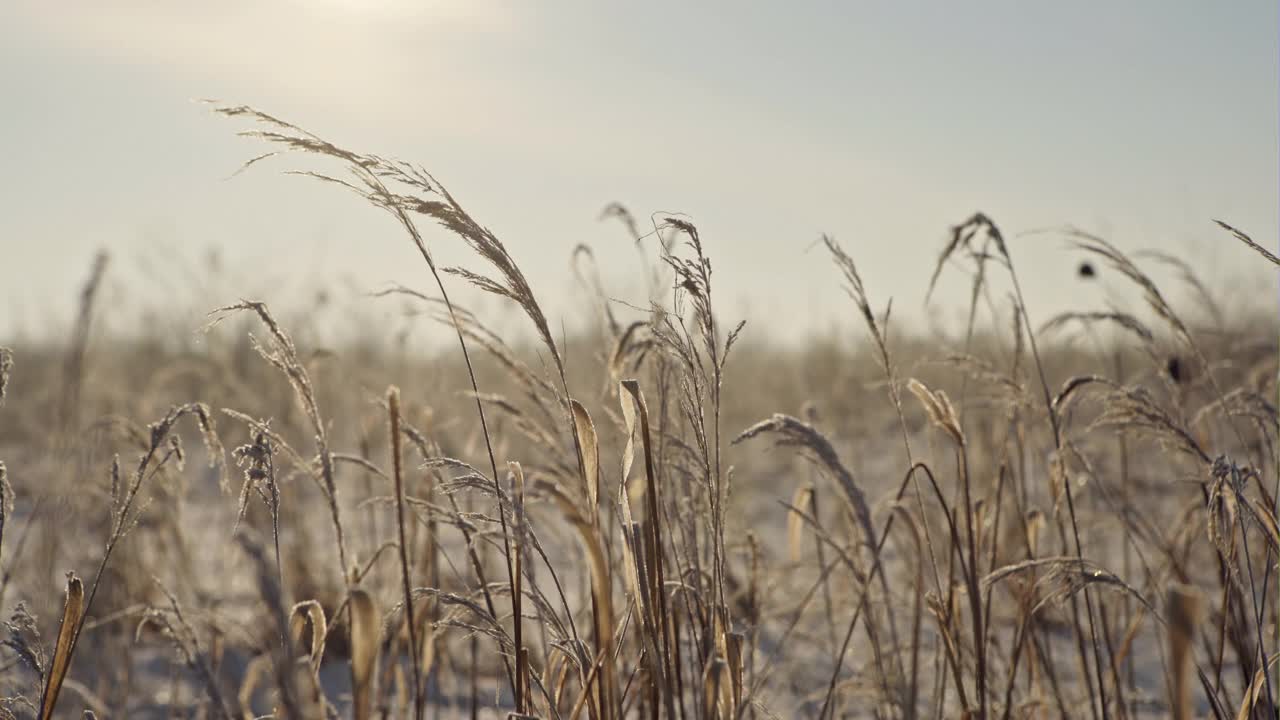 沿海干燥的芦苇蜷缩着雪花，自然背景视频素材