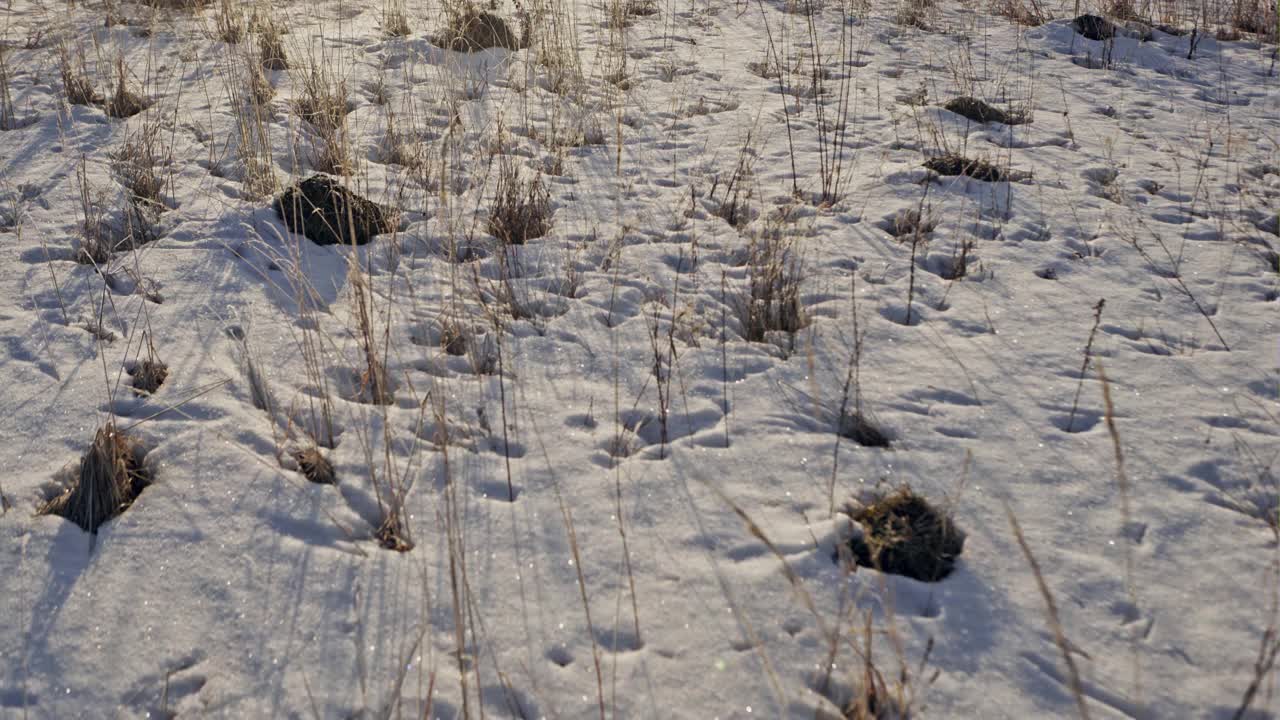 东方日出上的冬季霜冻草地视频素材