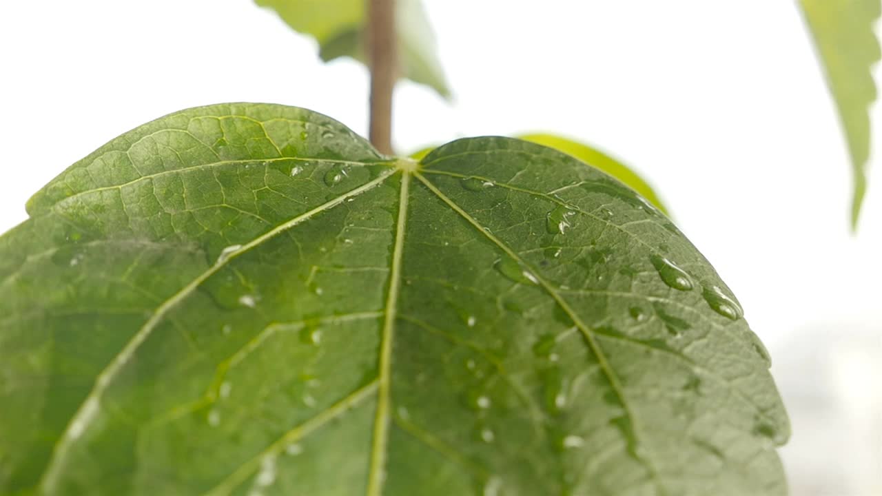 一滴水落在绿色植物上的特写镜头视频素材