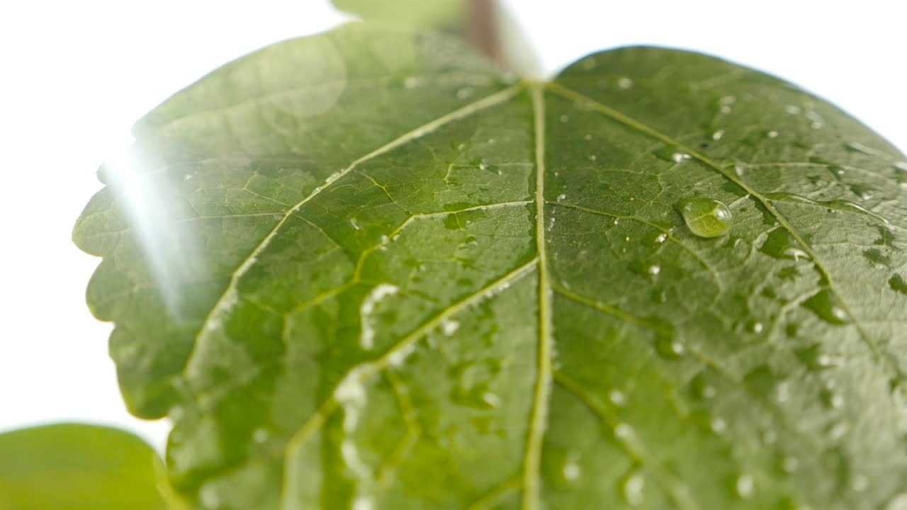 雨后绿叶。特写镜头。慢动作视频素材