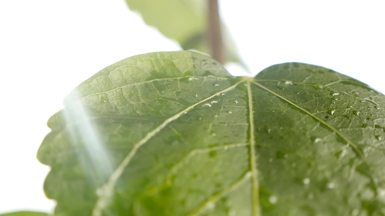 雨后，美丽的阳光落在一片绿叶上。缓慢的运动。特写镜头视频素材