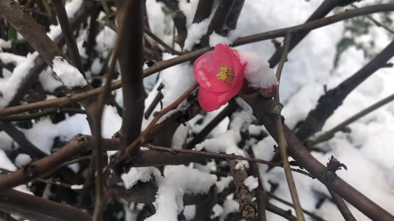 春天或冬末，粉红色的花被突如其来的雪花覆盖视频素材