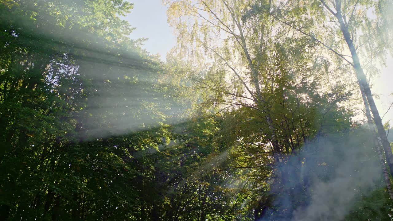 阳光穿过高大的树枝视频下载