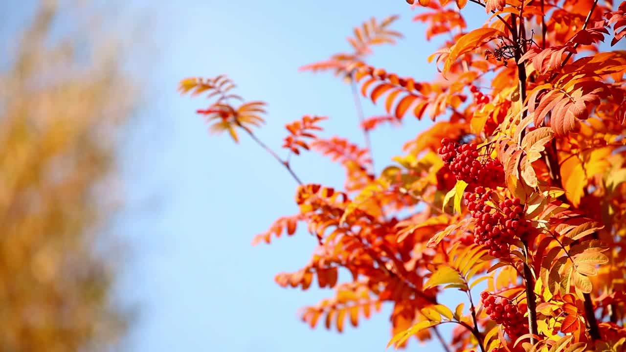 秋天有红叶和浆果的蔷薇果视频素材