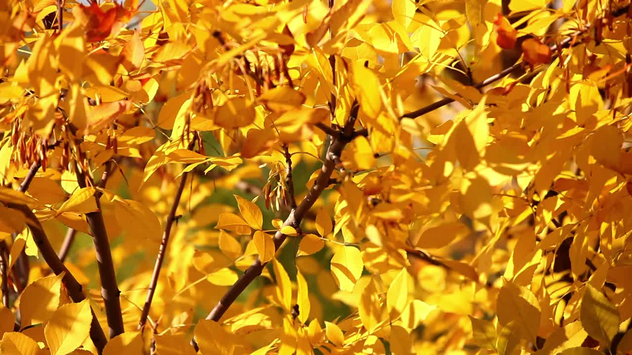 秋风吹柳叶细枝末节视频素材