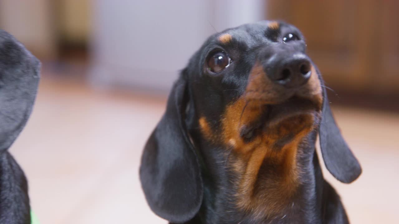 滑稽的腊肠犬小狗的肖像，一个傻傻的表情，谁坐在它的朋友旁边，在困惑中环顾四周，咬着它的嘴唇在思考，自上而下的观点，近距离视频素材