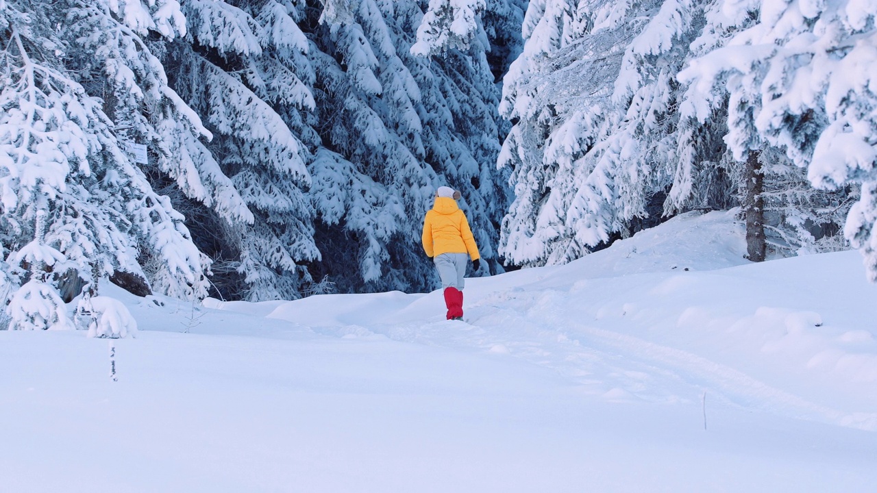 一个女人在雪山松林里徒步旅行。视频下载