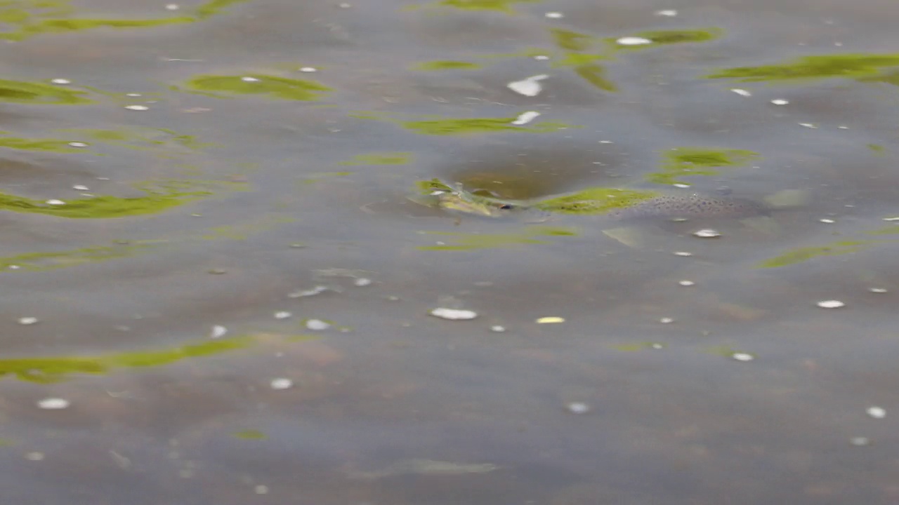 一只野生棕鳟在默西河水面上觅食的侧视图视频素材