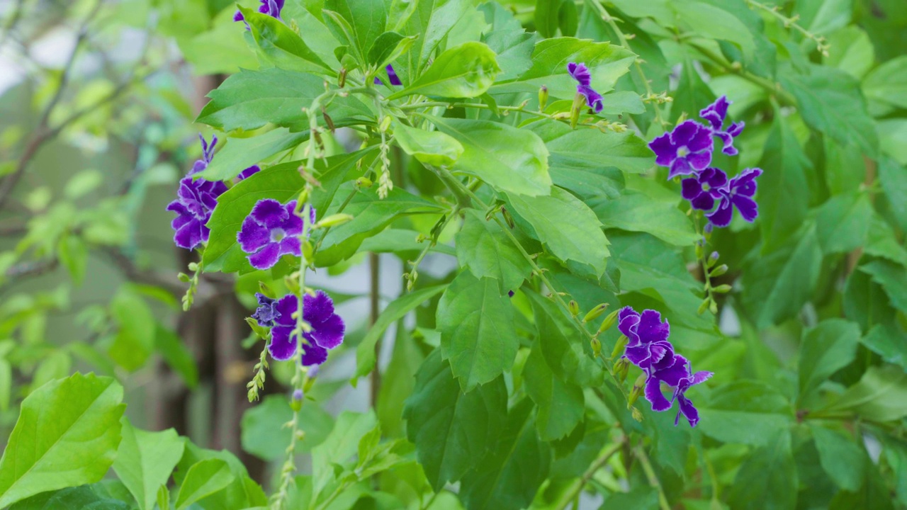 特写的紫色花朵盛开在模糊的叶子背景。Duranta erecta视频素材