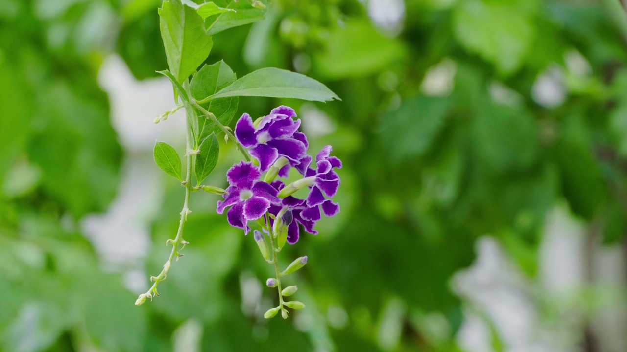 特写的紫色花朵盛开在模糊的叶子背景。Duranta erecta视频素材