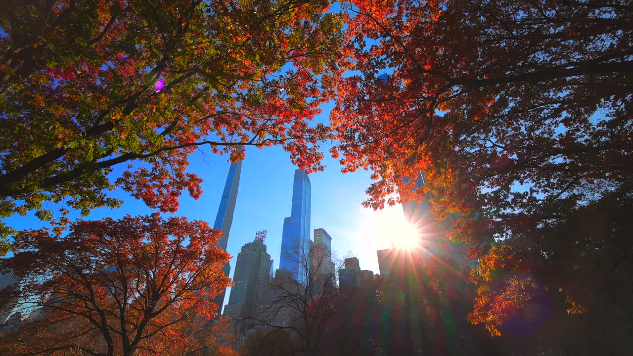 太阳照亮了纽约中央公园秋叶色的树木视频素材