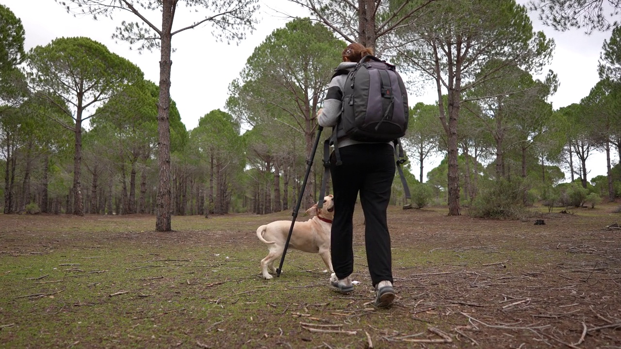 慢动作成熟的女人和金毛猎犬在森林里奔跑视频下载