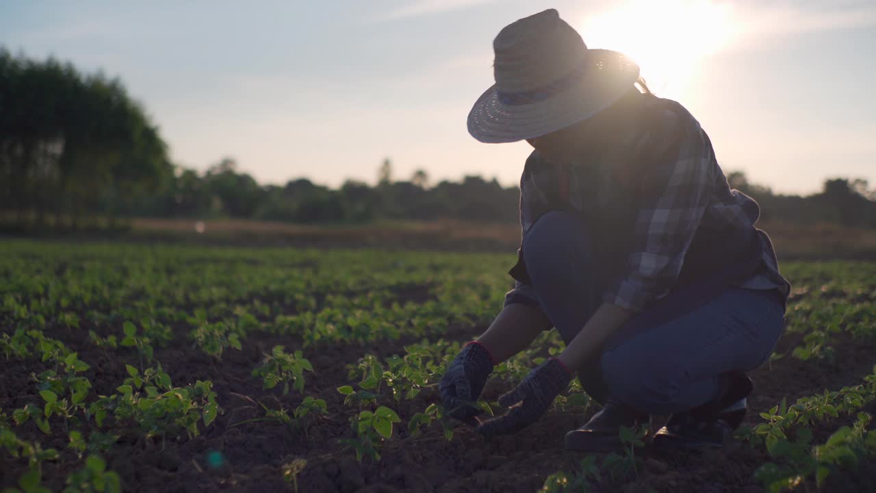 女农民在菜园中种植苗木，有机耕作和春季园艺理念视频素材