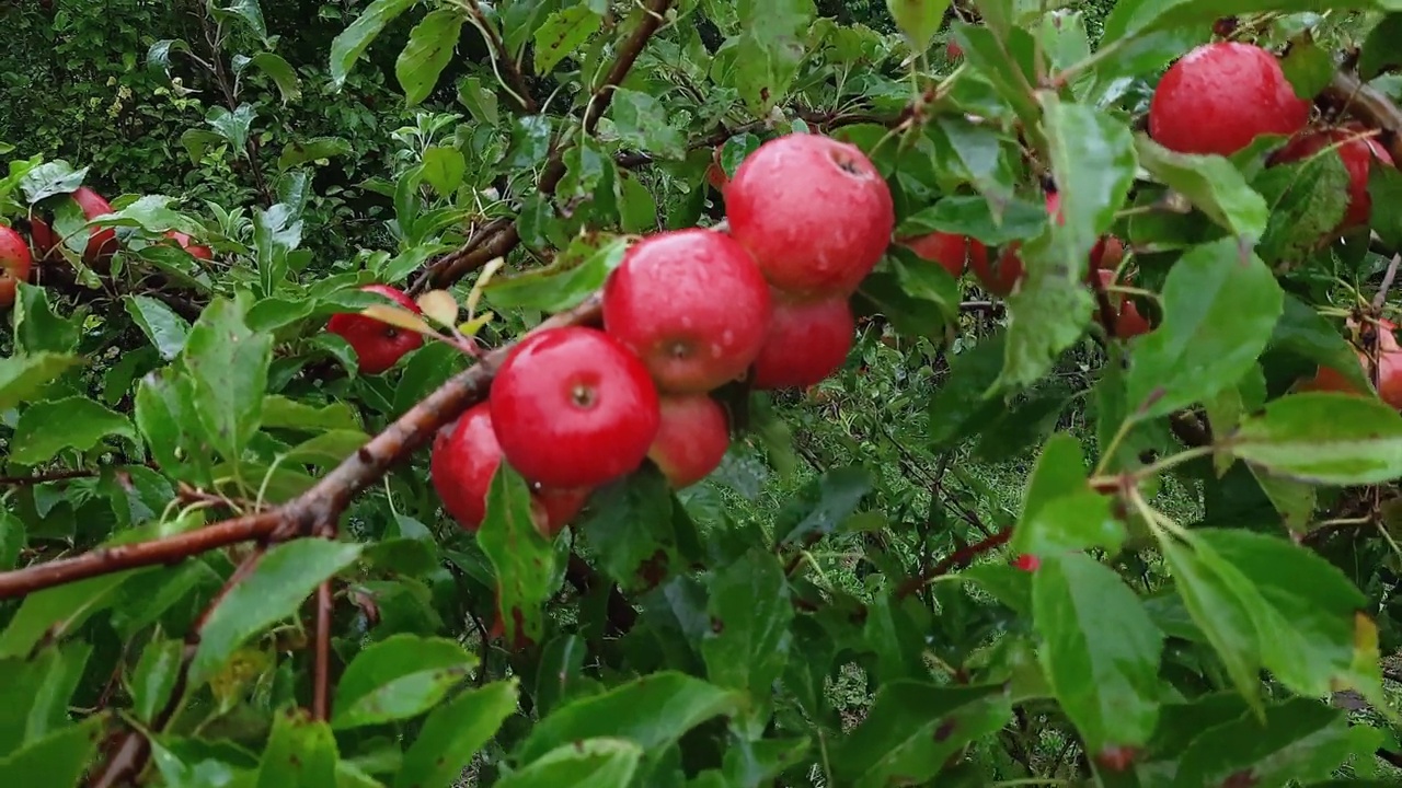 雨天果园树枝上的红苹果视频素材