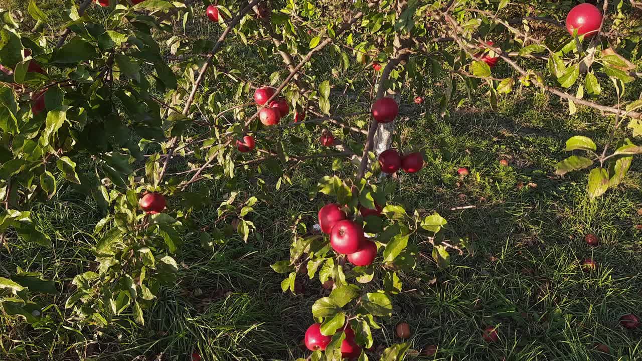 秋天果园里一棵结着红苹果的小苹果树视频素材