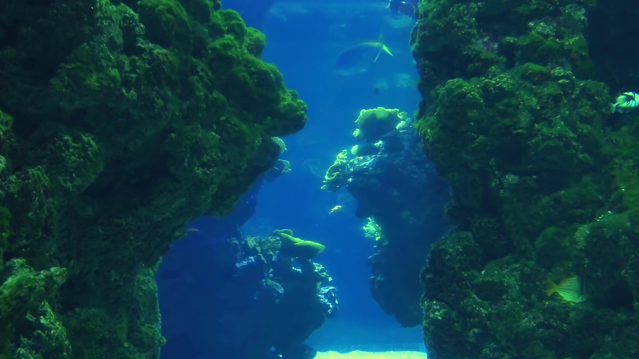 海洋水族馆中的鱼类视频素材