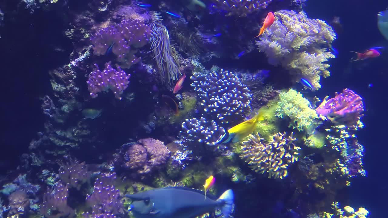 外科医生鱼水族馆的鱼视频素材