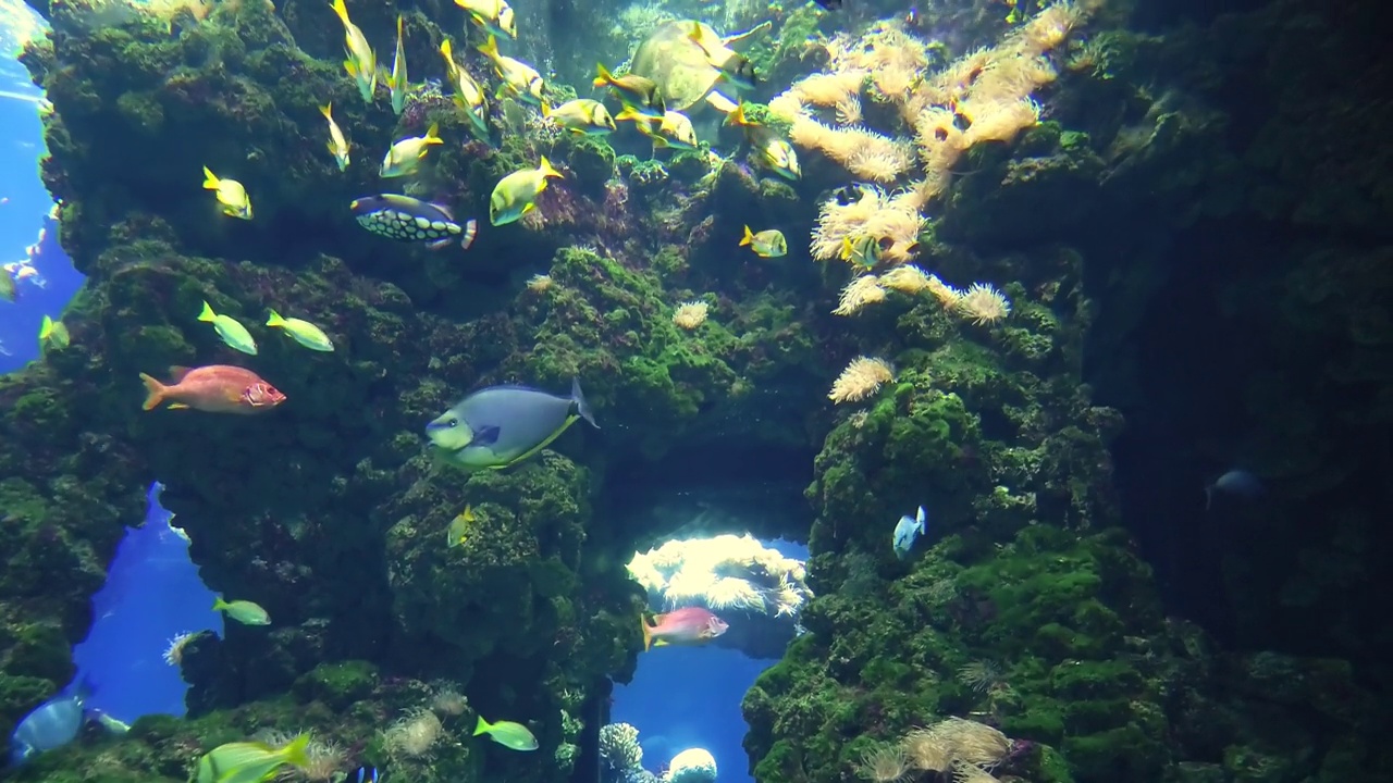 鱼类和水族馆里的海龟视频素材